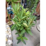 +VAT Large rhododendron