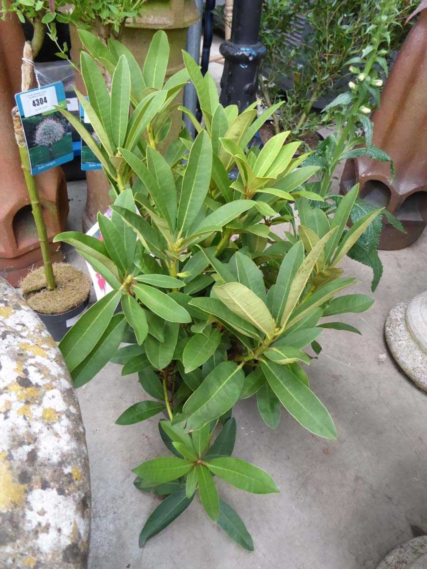 +VAT Large rhododendron