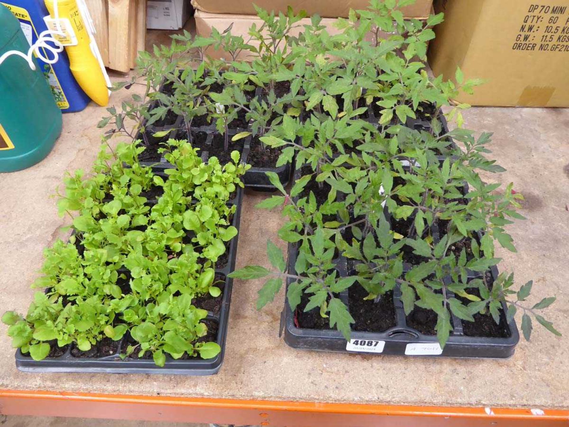 3 Moneymaker tomato plants and tray of lobelia