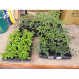 3 Moneymaker tomato plants and tray of lobelia