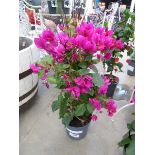 +VAT Potted Bougainvillea plant