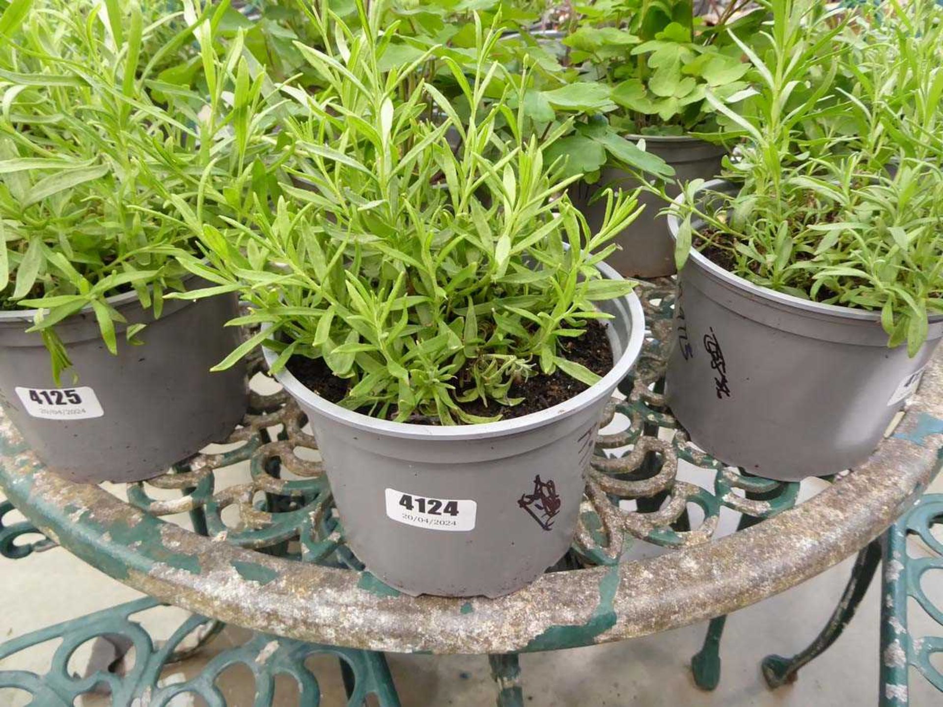 Potted lavender