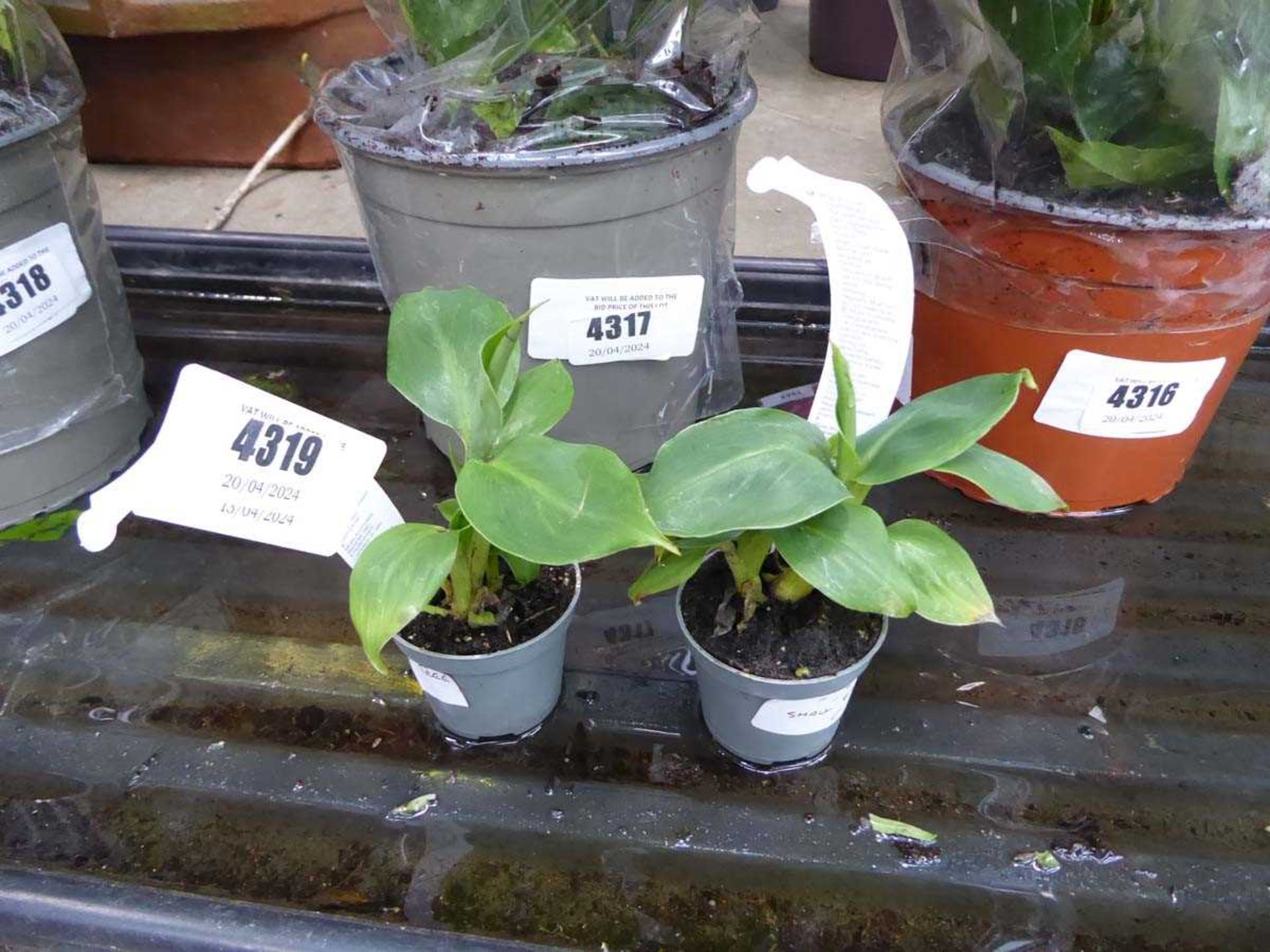 +VAT 2 Small Banana Plants