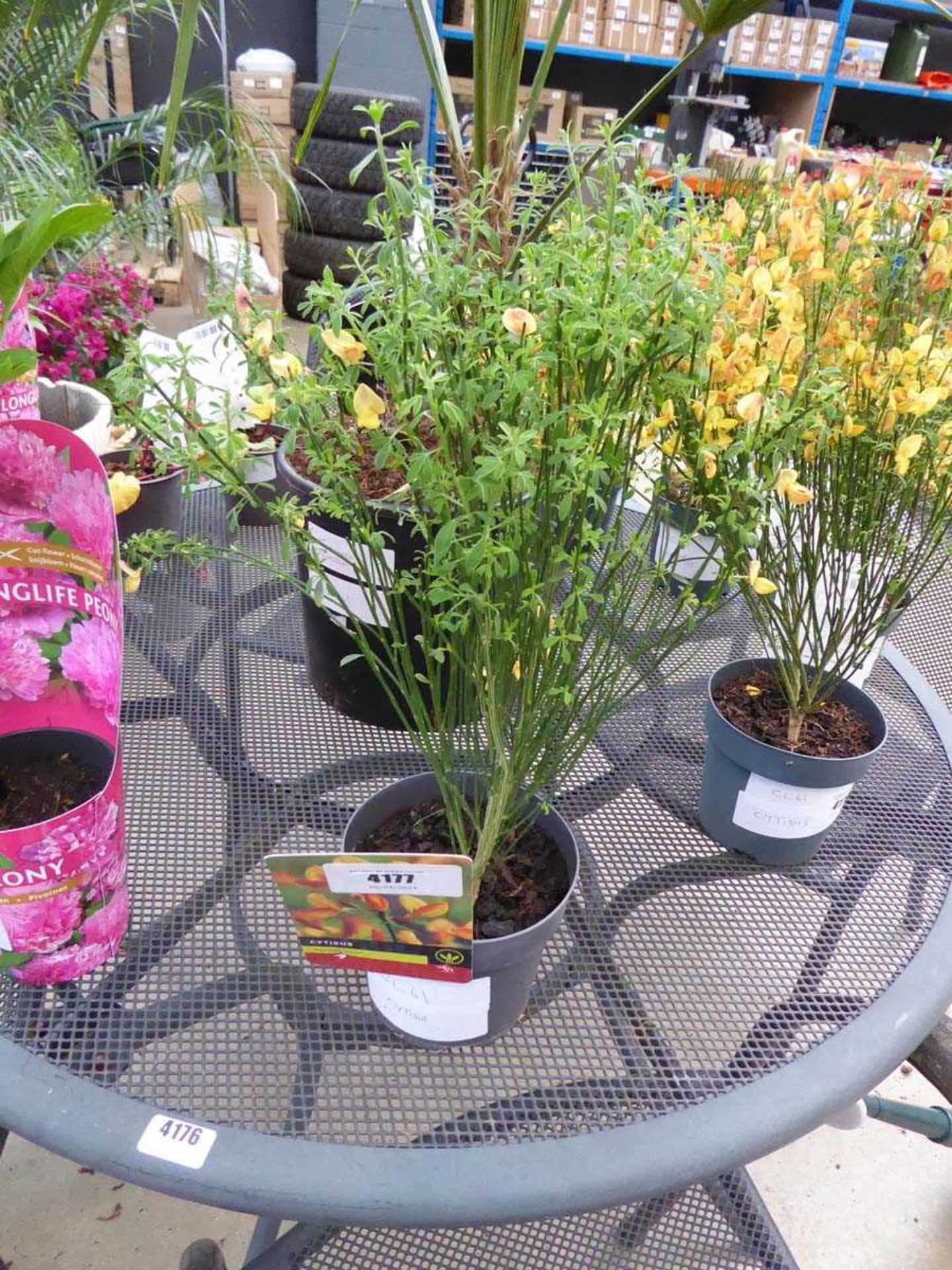 +VAT Cytisus plant