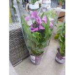 +VAT Purple Cala Lily