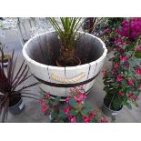 Large cream and brown wooden barrel planter on wheels