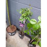 +VAT Lavender Queen Rose Plant