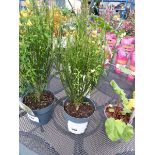 +VAT Cytisus plant