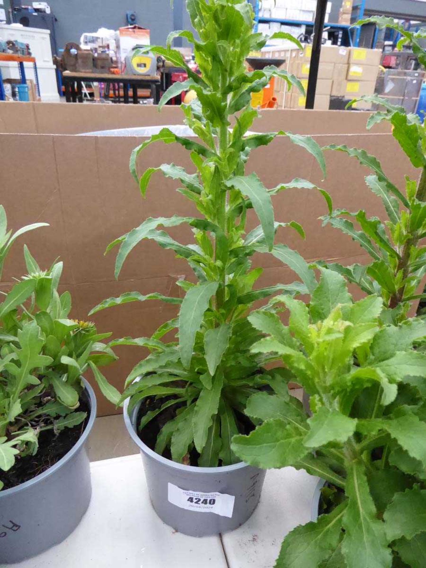 Potted campanula plant