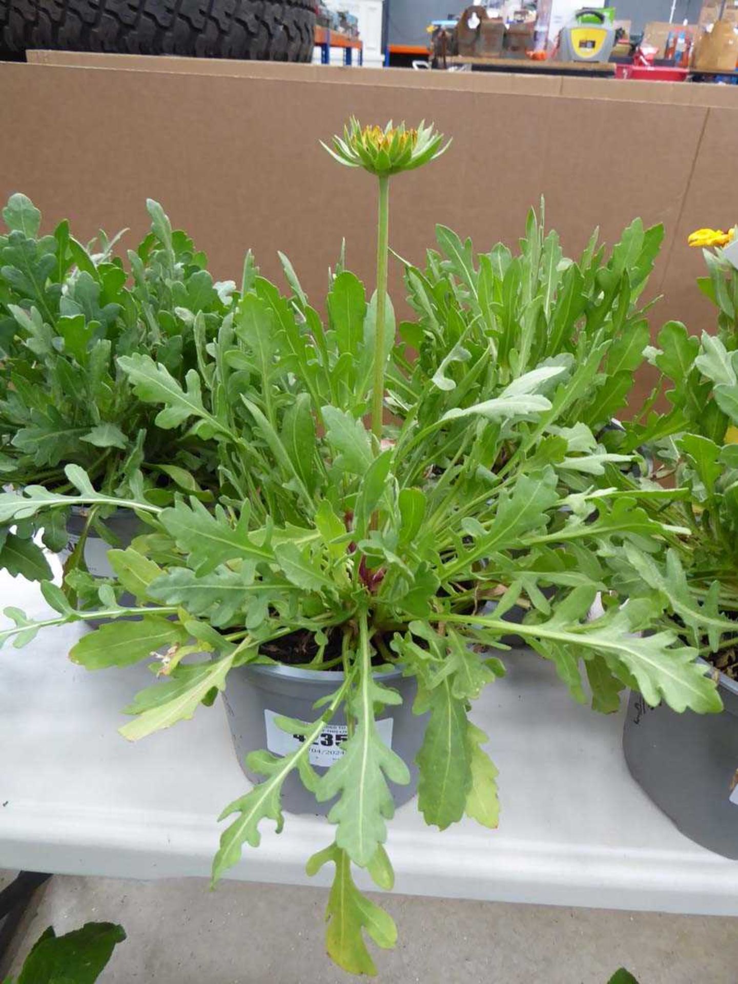 Potted gaillardia plant