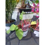 Rhubarb plant