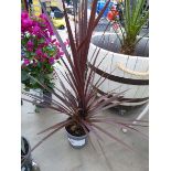 +VAT Cordyline