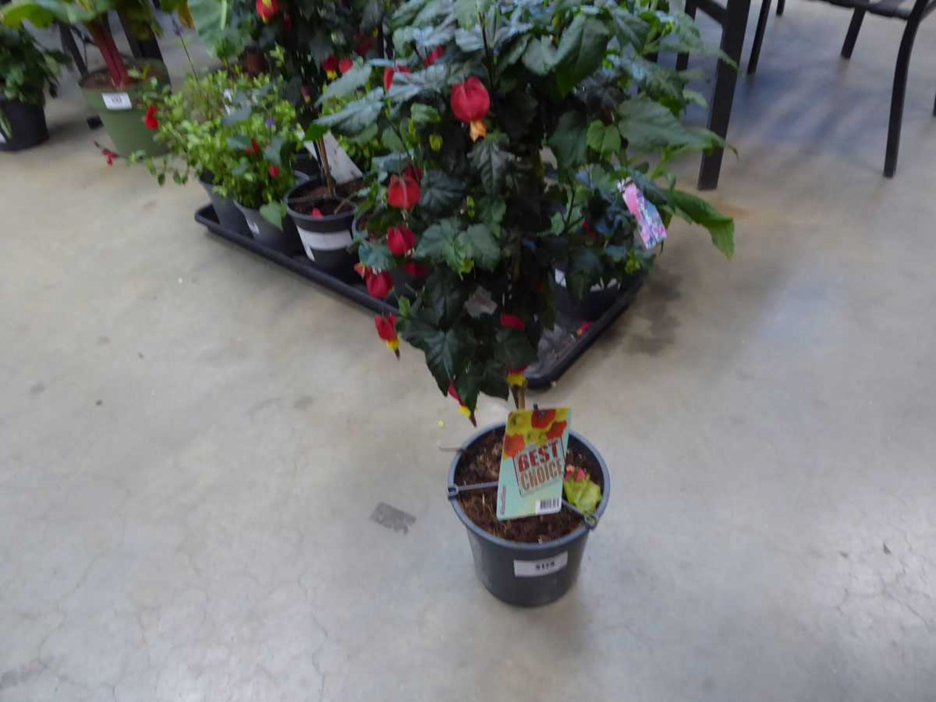 +VAT Abutilon plant