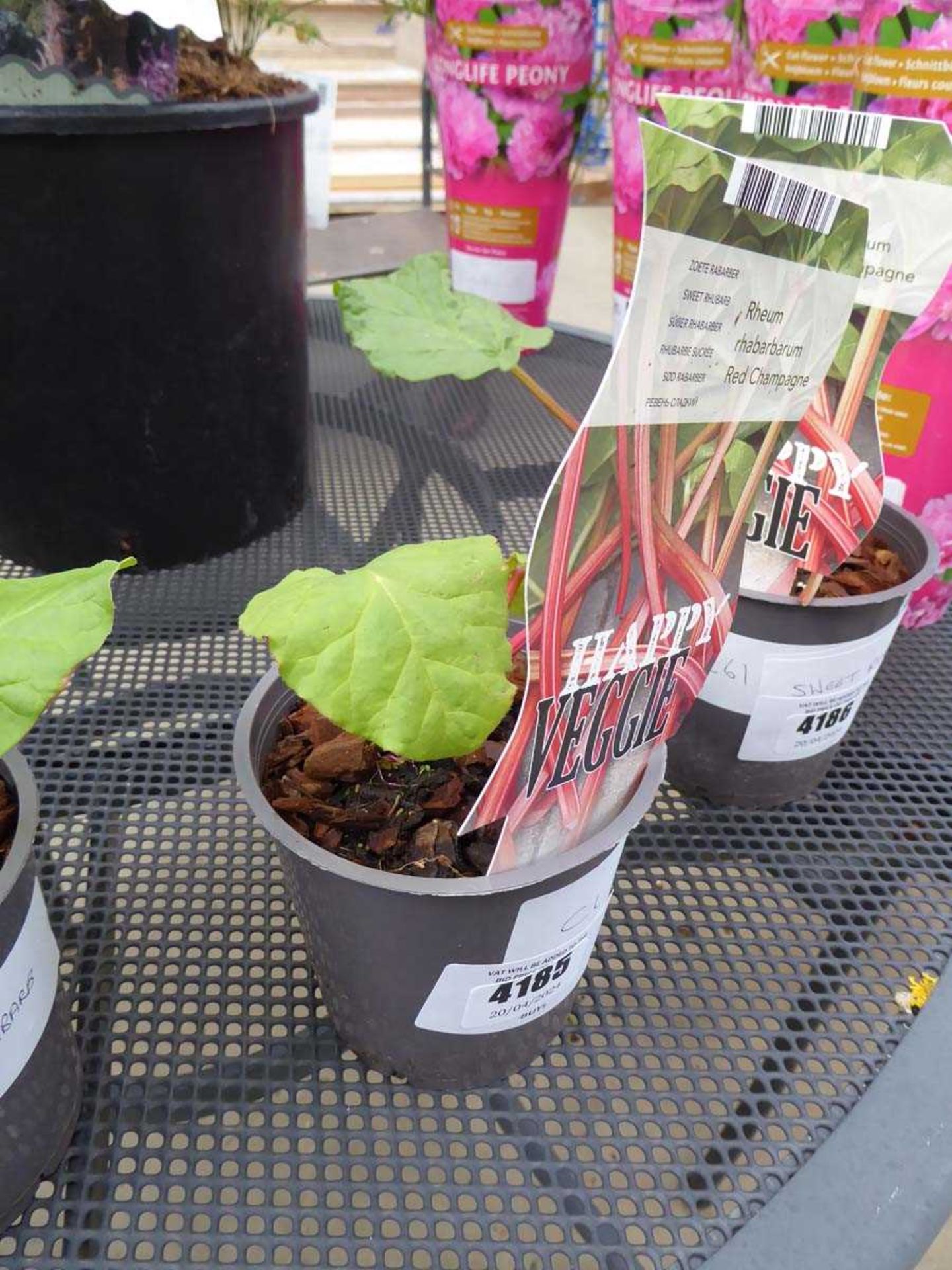 Rhubarb plant