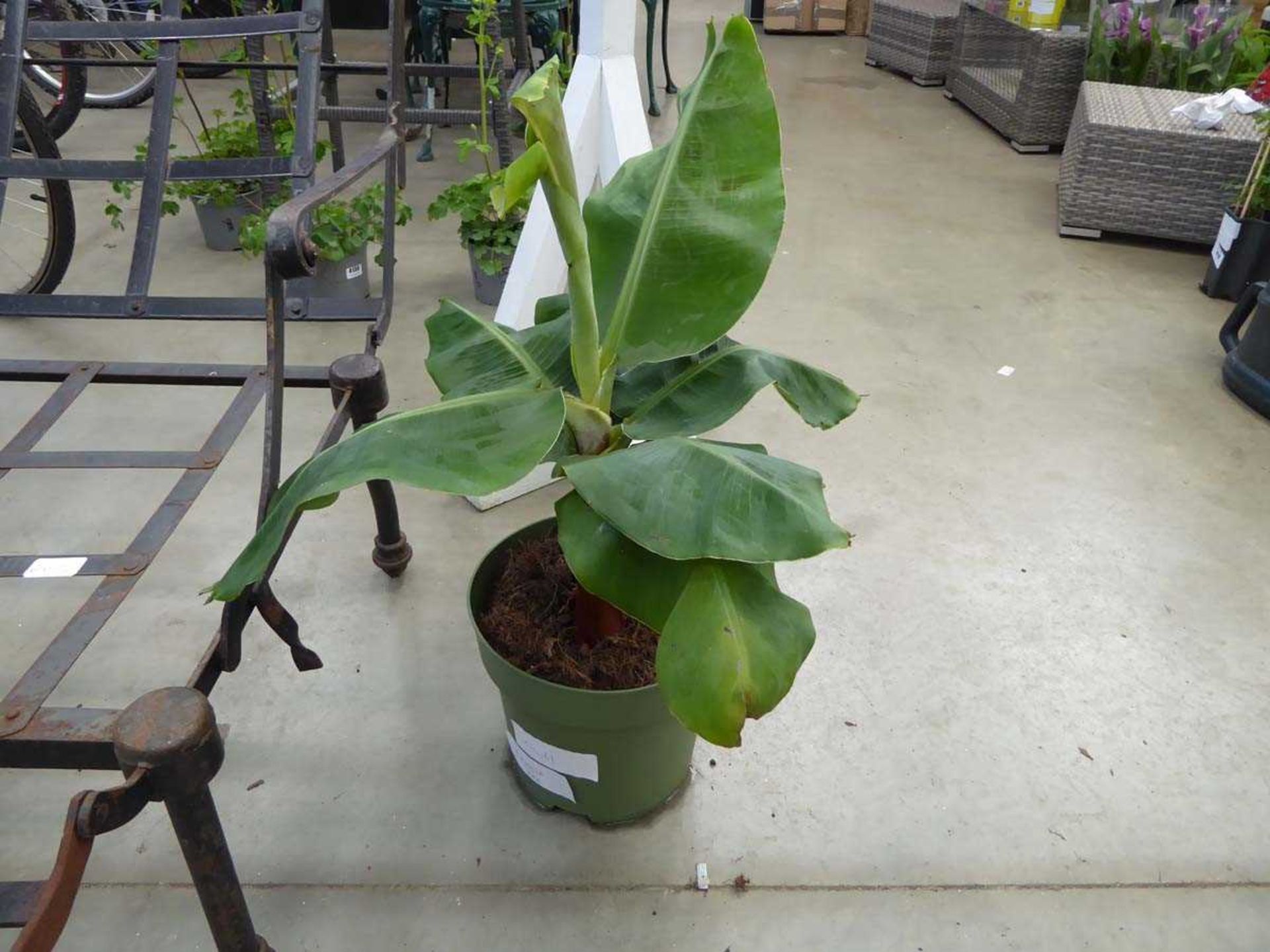 +VAT Large banana plant