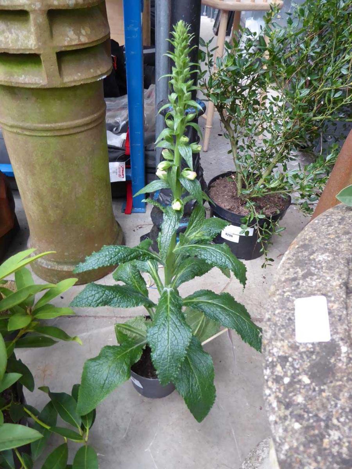 +VAT Digitalis plant