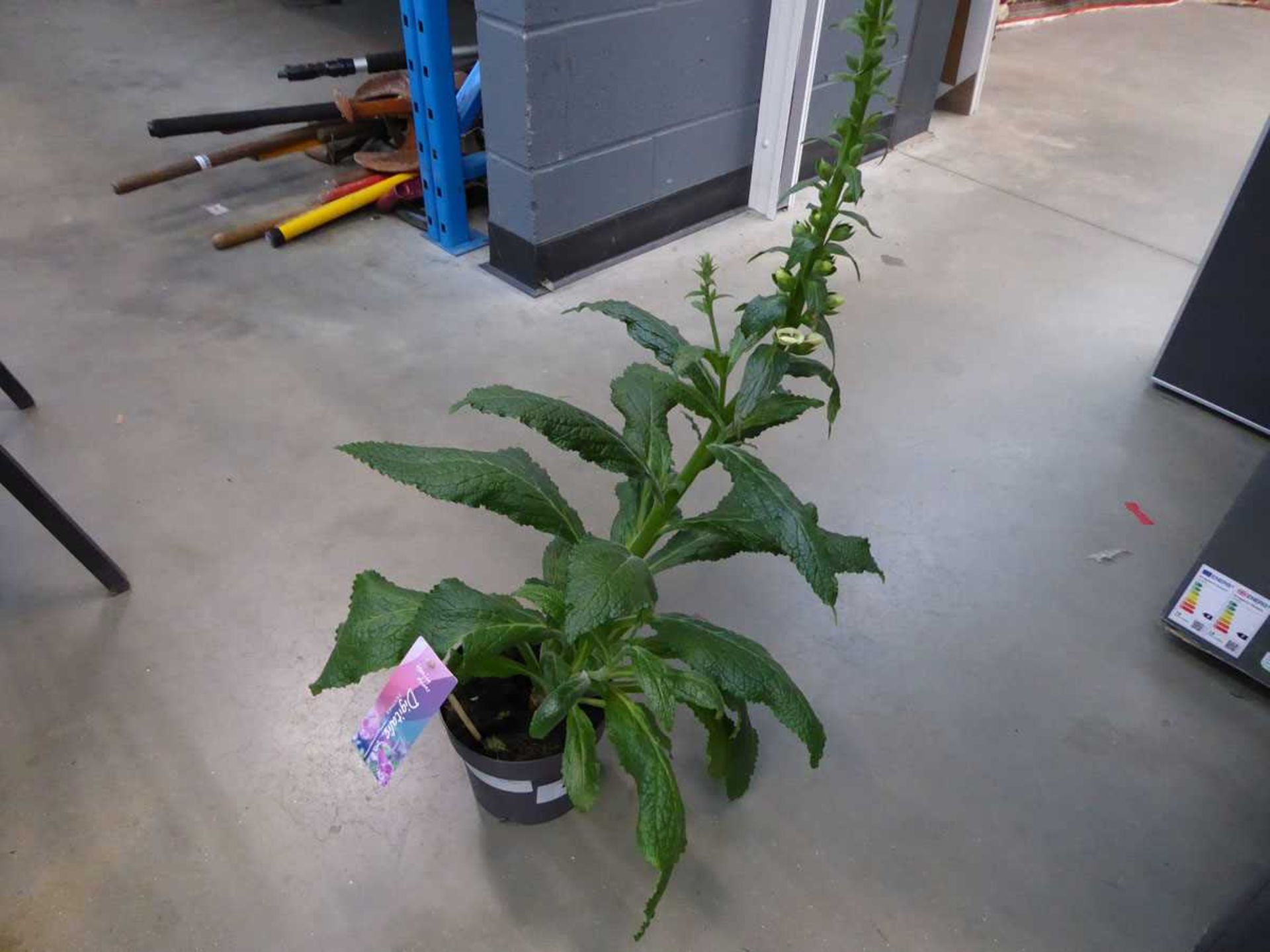 +VAT Digitalis plant