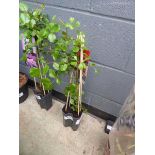 +VAT Red Queen Rose Plant