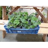 Tray of strawberry plants