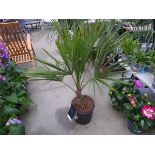 +VAT Trachycarpus palm