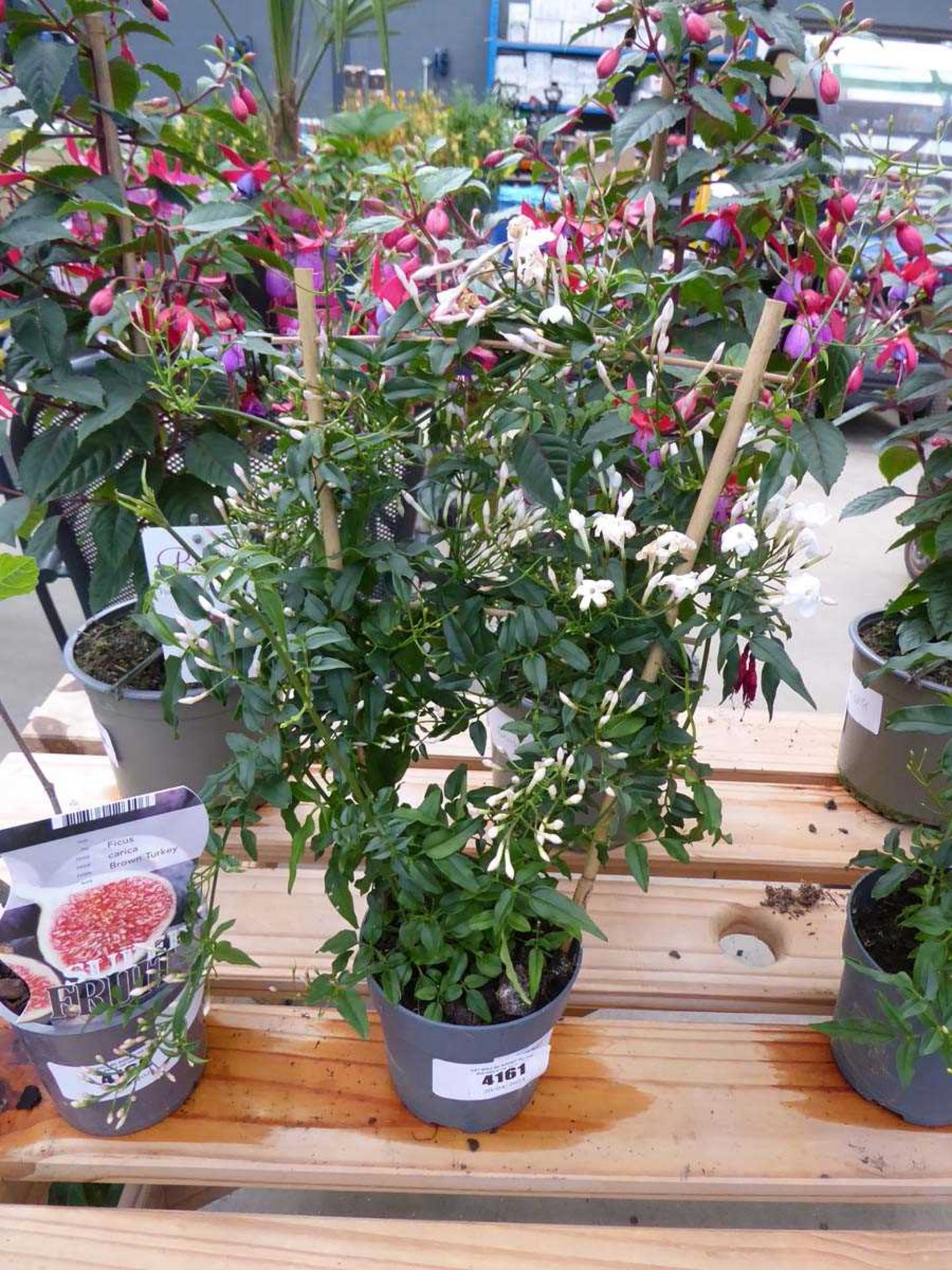 +VAT Potted Jasmine