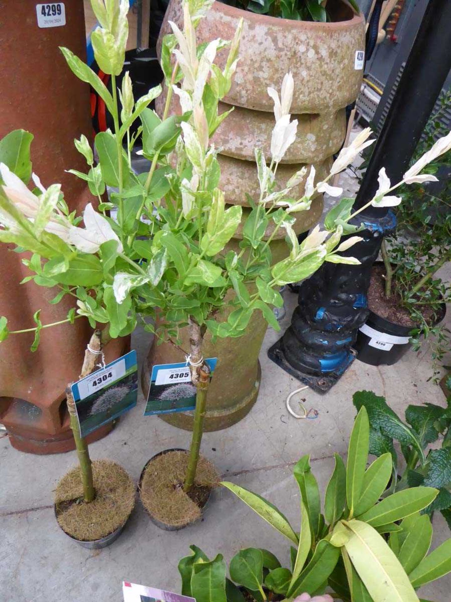 +VAT Small Standard Salix