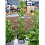 Potted campanula plant