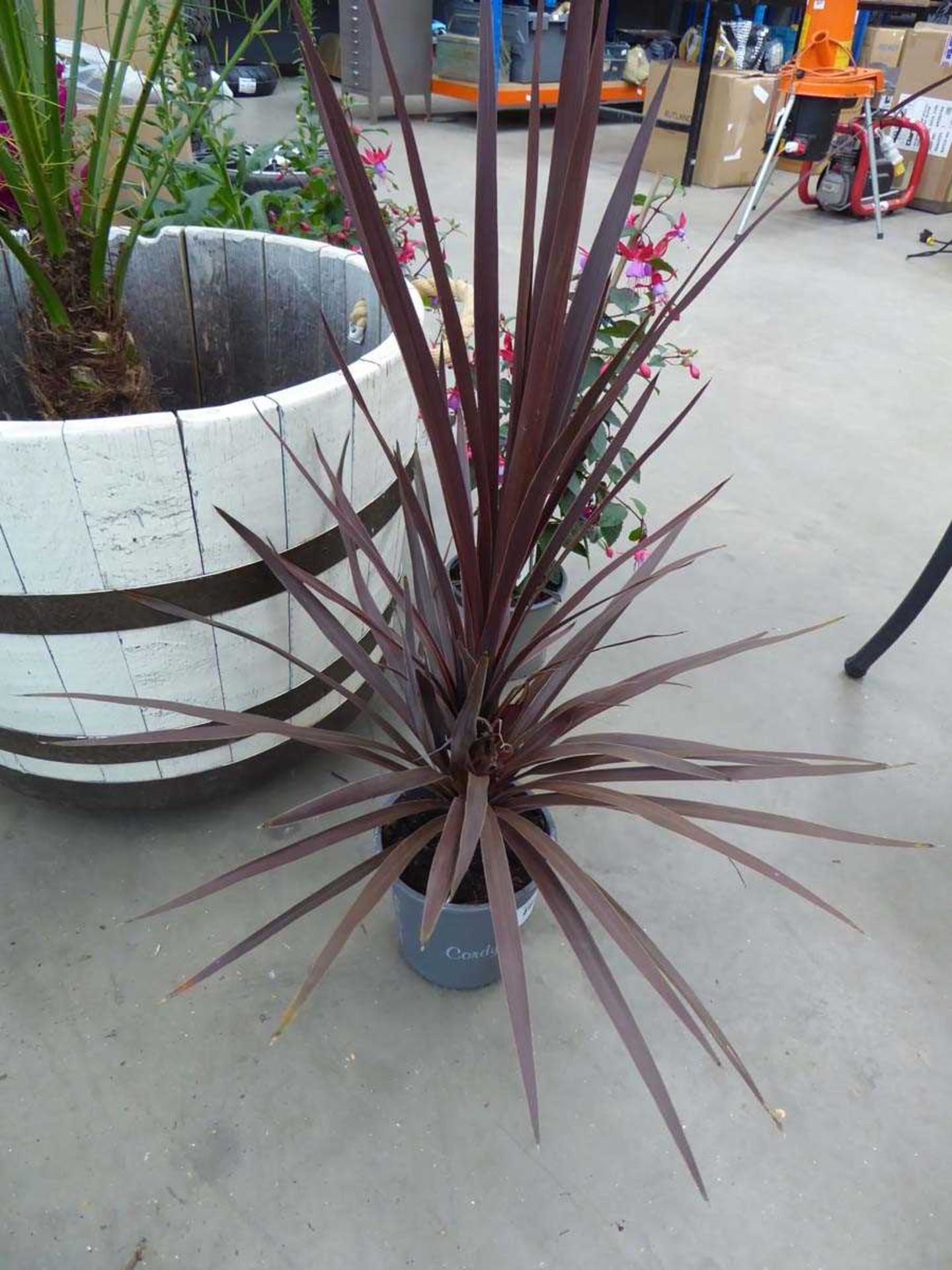 +VAT Cordyline