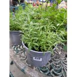 Potted lavender