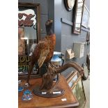 Taxidermists cock pheasant