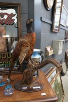 Taxidermists cock pheasant