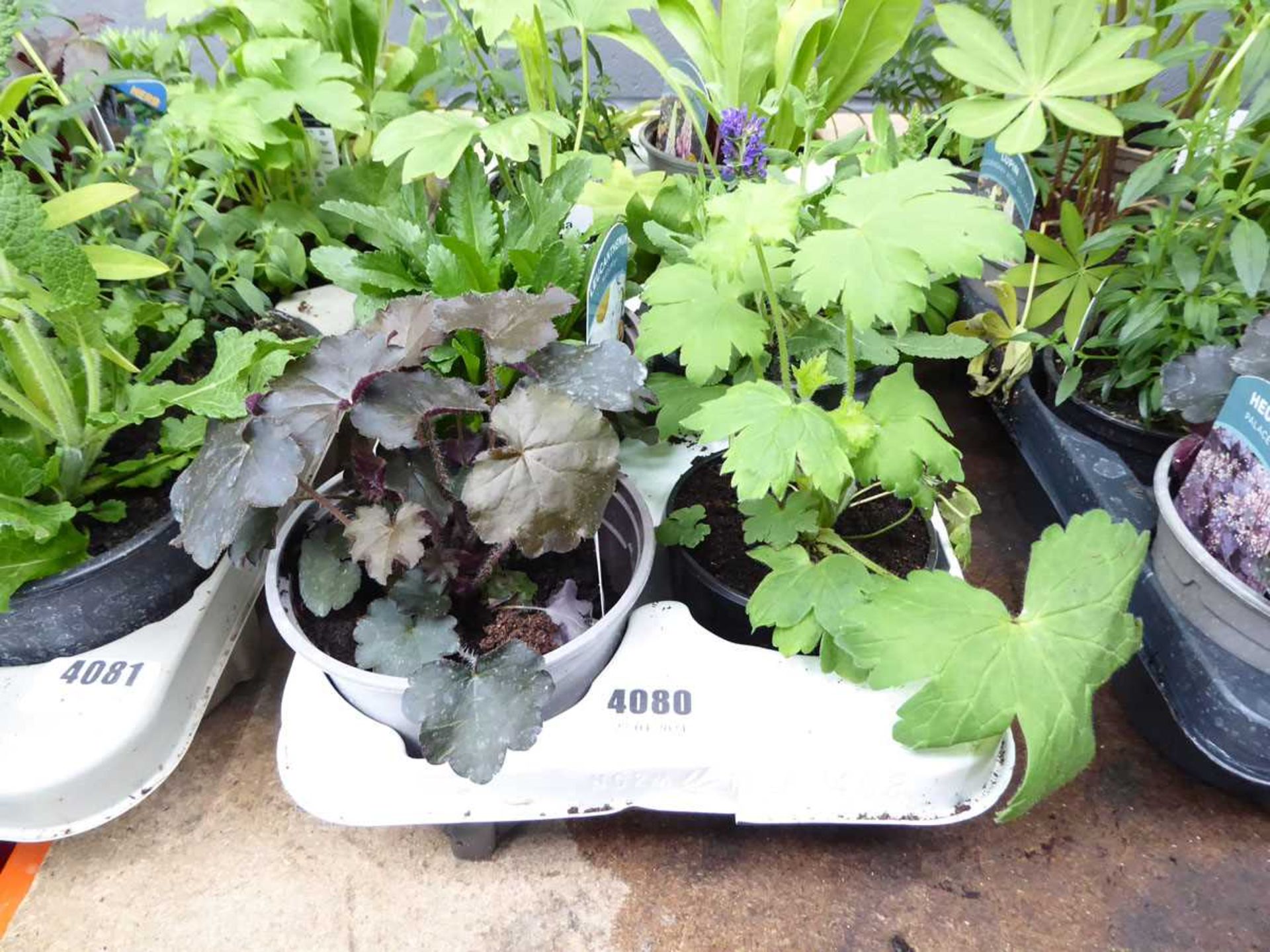 Tray of mixed plants