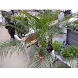 +VAT Large Phoenix Palm