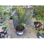 +VAT Potted Broom Plant