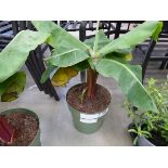 +VAT Banana plant