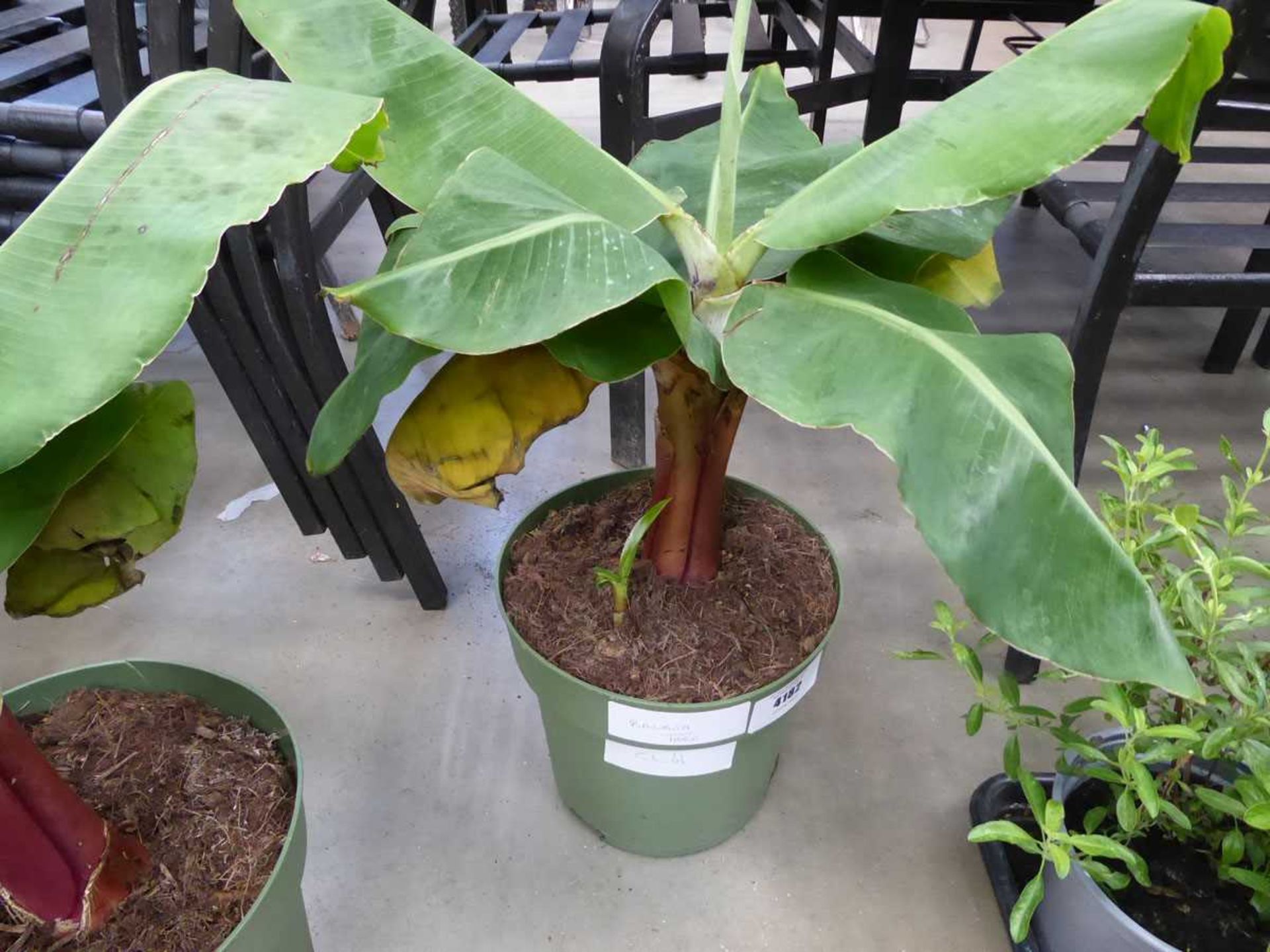 +VAT Banana plant