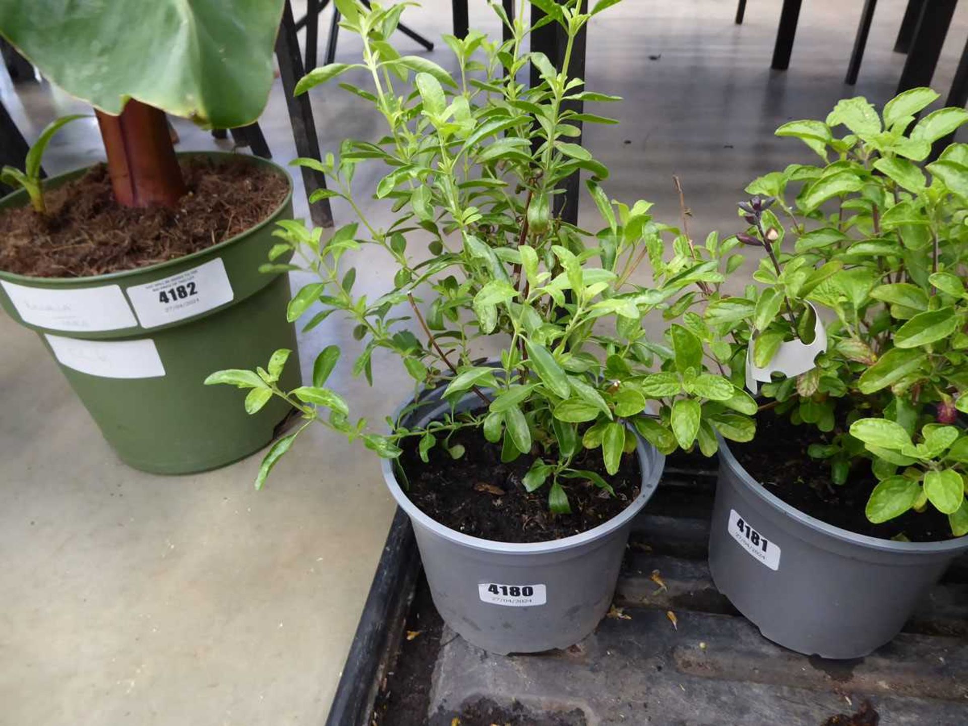 Potted Salvia plant