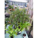 +VAT Potted Ceanothus