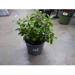 Potted Salvia plant