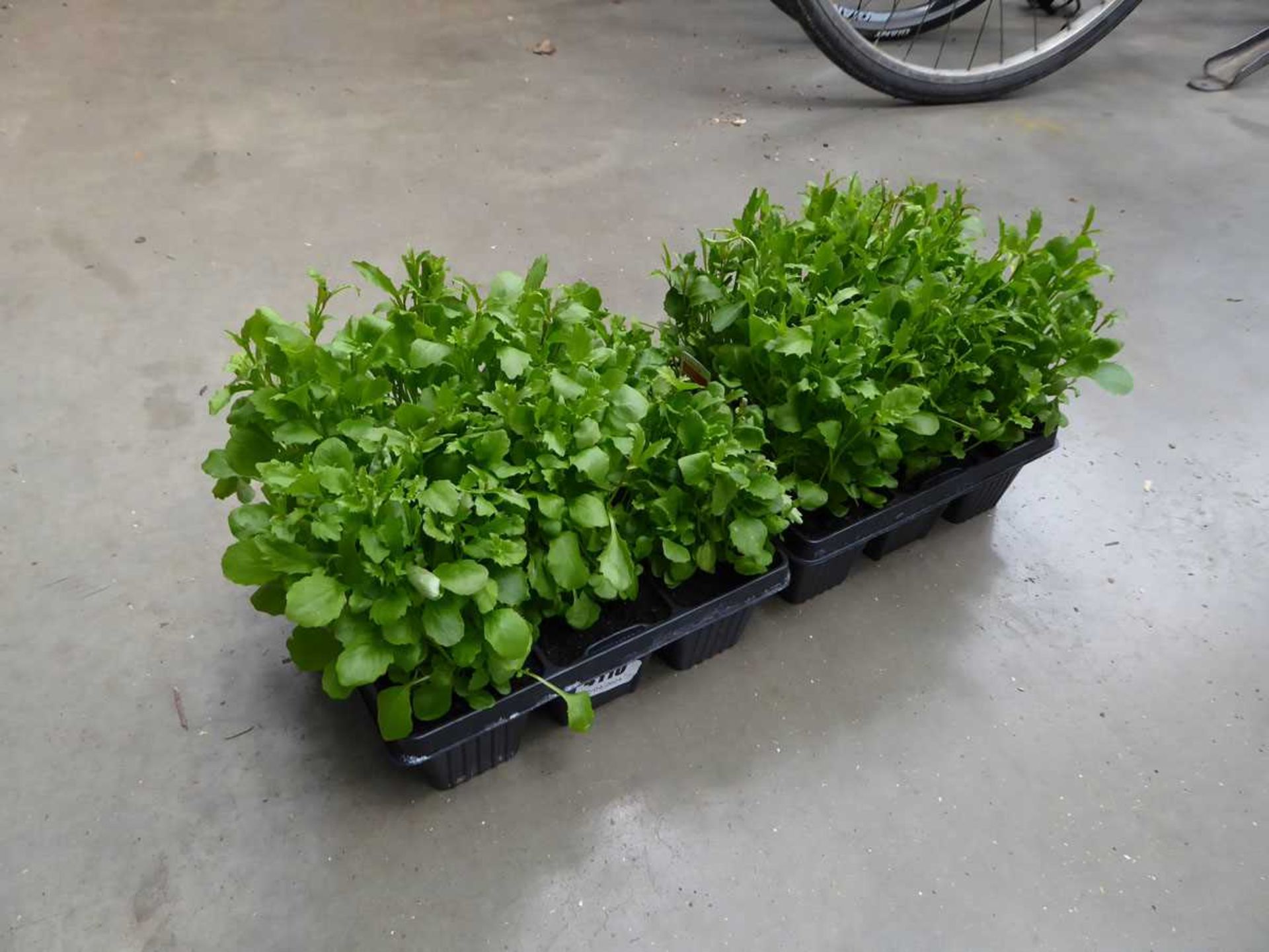 2 small trays of Lobelia