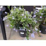 +VAT Potted Ceanothus