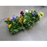 2 small trays of Pansies