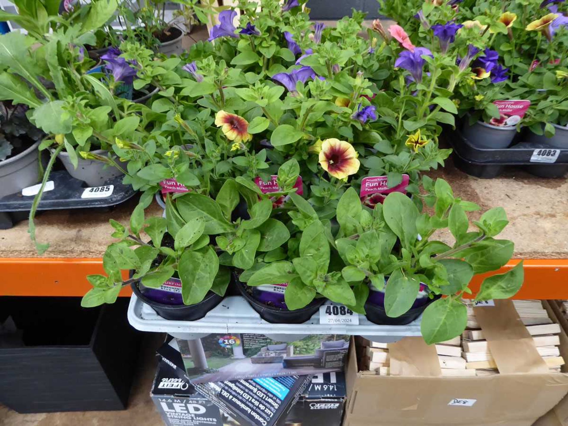 Tray of Petunias