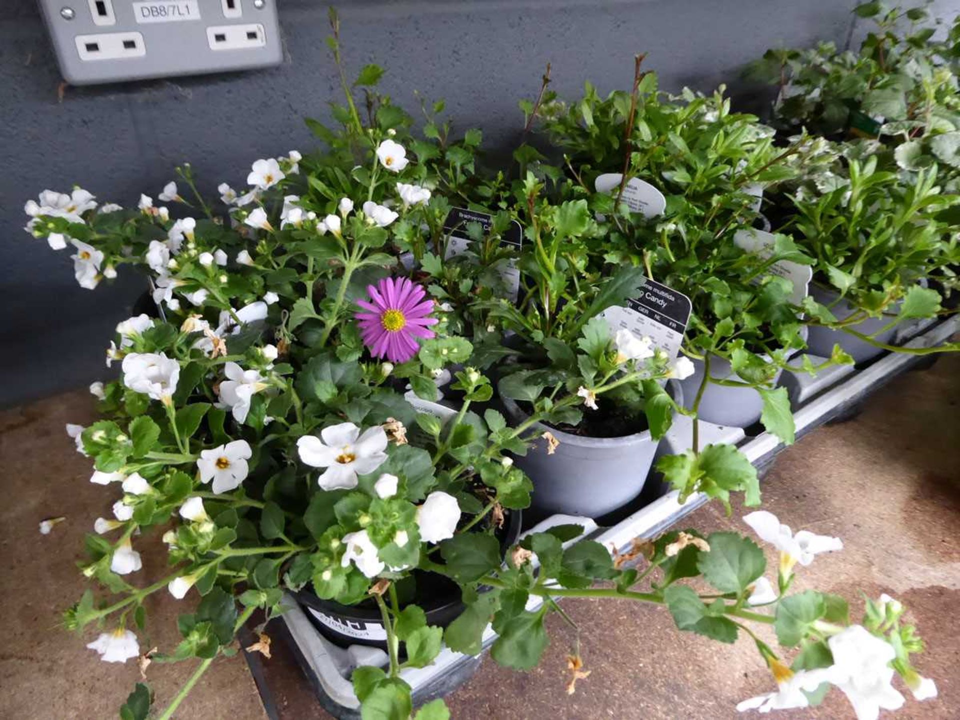 Tray of assorted plants