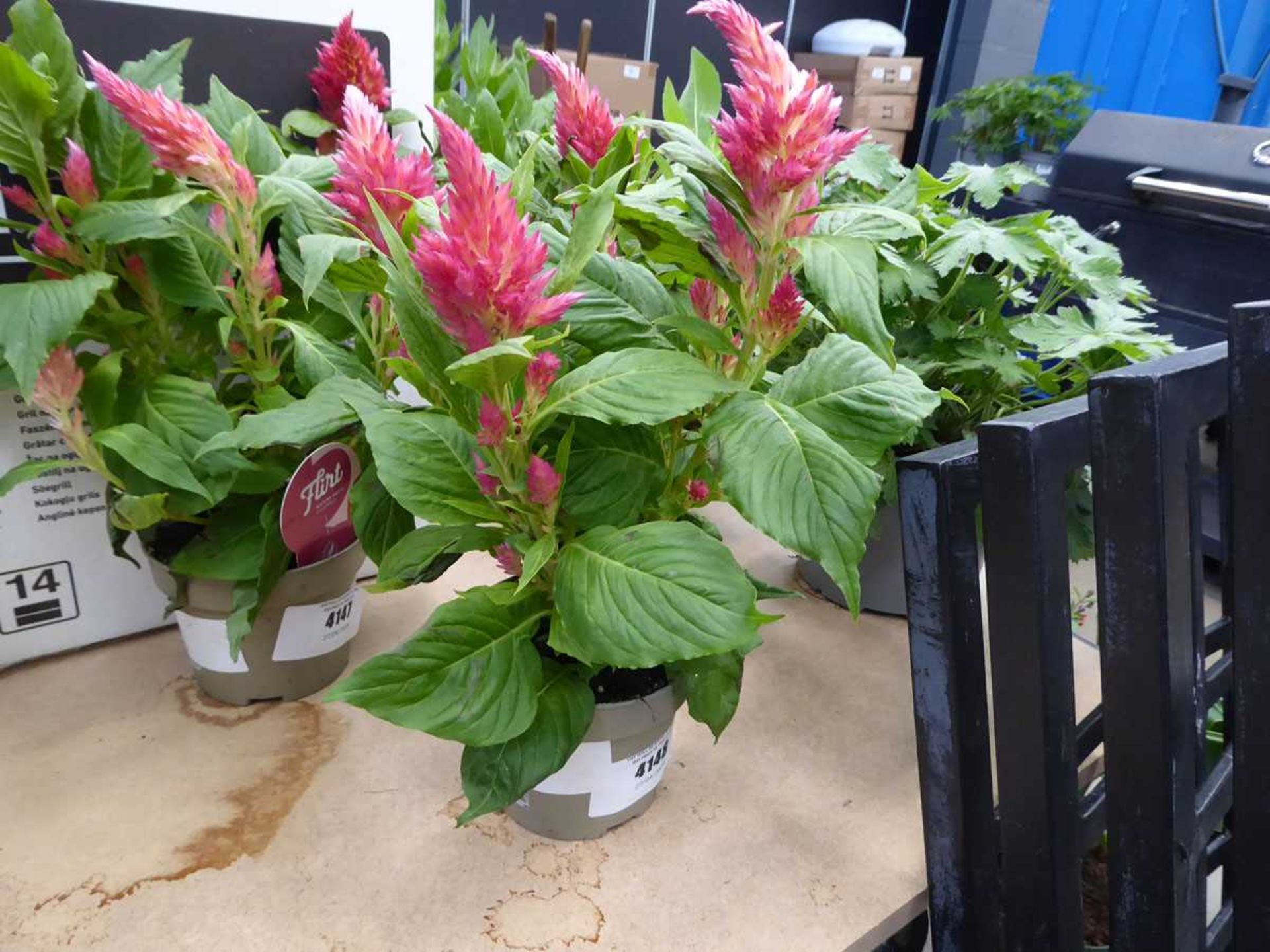 +VAT Potted Celosia