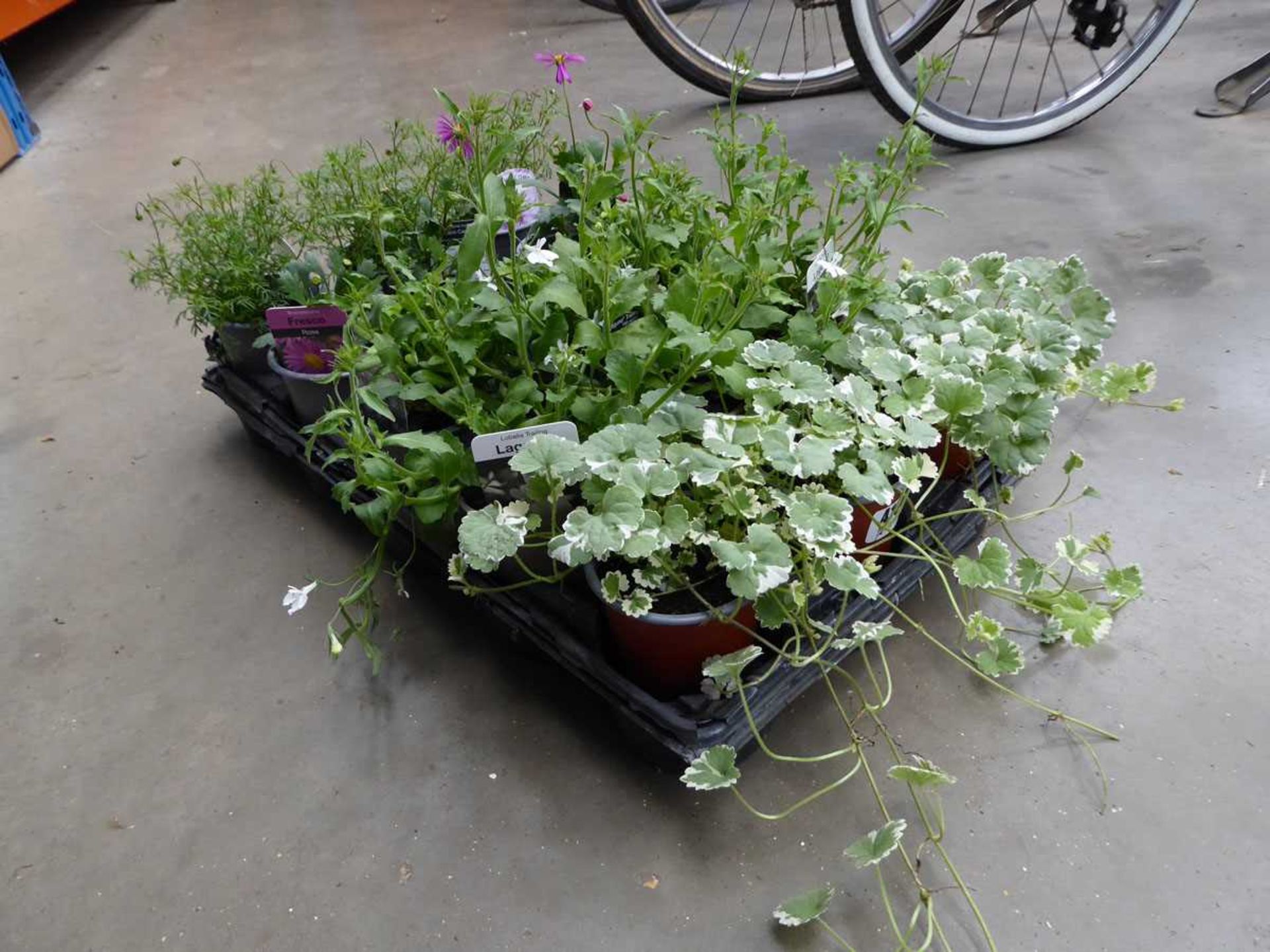 Tray of assorted plants