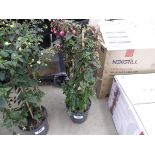 +VAT Large Fuchsia plant