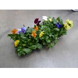 2 small trays of Pansies