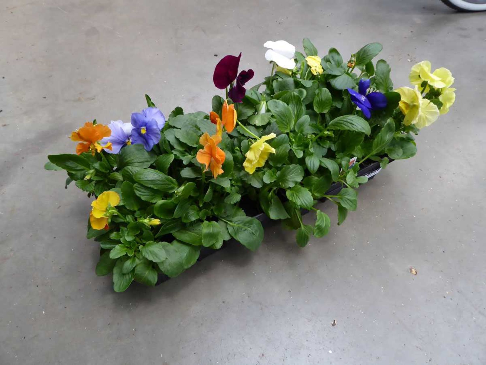 2 small trays of Pansies