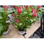 +VAT Potted Celosia